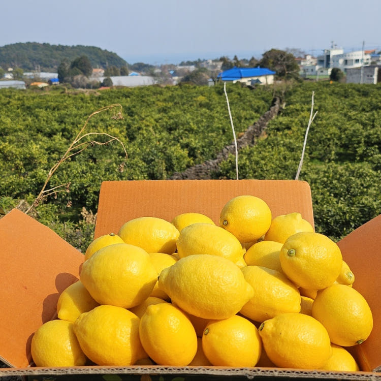 제주 생레몬